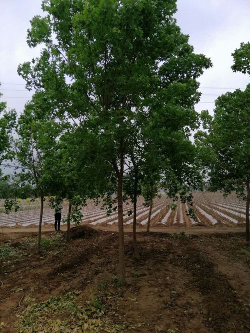 冠縣苗木,聊城苗木,冠縣二喬苗木