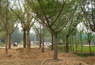 邳州鼎誠銀杏苗木基地