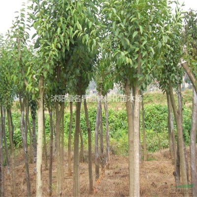 沭陽縣廣漢園林苗木場