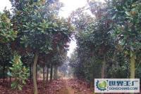 綠化苗木 15-20公分廣玉蘭[供應(yīng)]_綠化苗木_世界工廠網(wǎng)中國(guó)產(chǎn)品信息庫(kù)