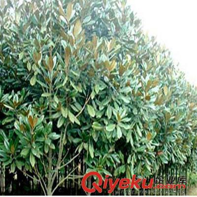 供應(yīng)花卉綠化工程苗 廣玉蘭小苗批發(fā) 2-3-5-8-10公分-沭陽(yáng)縣萬(wàn)花軒苗圃提供供應(yīng)花卉綠化工程苗 廣玉蘭小苗批發(fā) 2-3-5-8-10公分的相關(guān)介紹、產(chǎn)品、服務(wù)、圖片、價(jià)格沭陽(yáng)縣萬(wàn)花軒苗圃、綠化苗木;果樹;盆景;種子;承接綠化工程