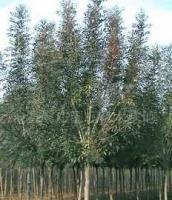 銷售綠化苗木 白蠟 樹苗[供應(yīng)]_綠化苗木_世界工廠網(wǎng)中國(guó)產(chǎn)品信息庫(kù)