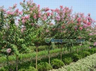 供應(yīng)咨詢優(yōu)質(zhì)紫薇 前來參觀5cm紫薇苗木 紫薇基地信息 1391_農(nóng)副產(chǎn)品_世界工廠網(wǎng)中國產(chǎn)品信息庫