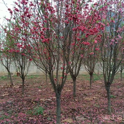 【誠信經(jīng)營海棠苗廠家木瓜海棠的價格】泰安高新區(qū)旺運苗木中心 - 產(chǎn)品庫