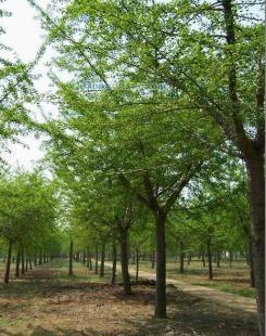 供應銀杏樹,山東銀杏樹,海峰銀杏苗木基地_紡織、皮革_世界工廠網中國產品信息庫