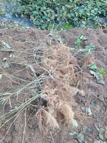 沈陽海沃德獼猴桃樹苗官網網站