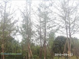 供應成都哪里有樸樹苗木,成都銀杏苗木價格,美森園藝_農副產品_世界工廠網中國產品信息庫