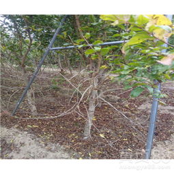 【無籽石榴苗2019年批發(fā)價(jià)格】- 