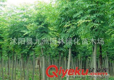 批發華山松,羅漢松,雪松,規格全,貨源足。-沭陽縣九洲園林綠化苗木場提供批發華山松,羅漢松,雪松,規格全,貨源足。的相關介紹、產品、服務、圖片、價格沭陽縣九洲園林綠化苗木場、花卉苗木;苗木種子;景觀木屋