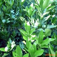 核桃苗,梨苗,獼猴桃苗四川 廣元 蒼溪蒼溪縣常生苗木藥材開發(fā)有限責任公司產品供應第1頁