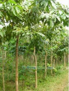 供應大葉紫薇-直銷大葉紫薇-低價大葉紫薇-苗木批發(fā)大葉紫薇_農副產品_世界工廠網中國產品信息庫