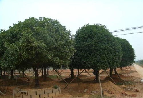 專業(yè)園林,國權(quán)苗圃 苗木