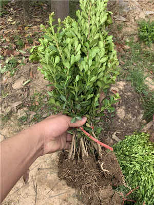 咸寧豆瓣黃楊基地精品苗木