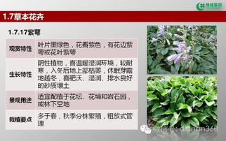 綠城集團園林軟景苗木圖譜 全套