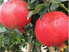 吳中區(qū)東山石井灣苗木場產(chǎn)品展示