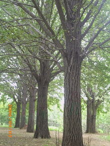 卓氏銀杏花卉苗木