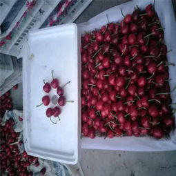 克拉瑪依市矮化櫻桃苗低價熱銷，品質保障助力林業(yè)種植