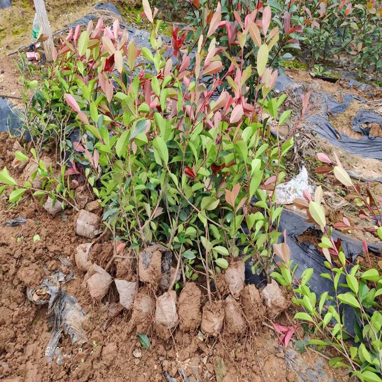 紅葉石楠 優(yōu)質綠化樹種及其種植管理