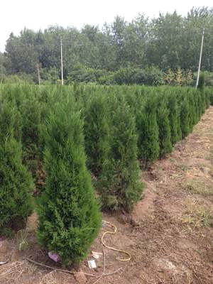 檜柏苗木批發渠道指南 專業市場與實用建議