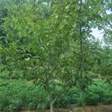 優美苗木基地 花卉種植的藝術與實踐